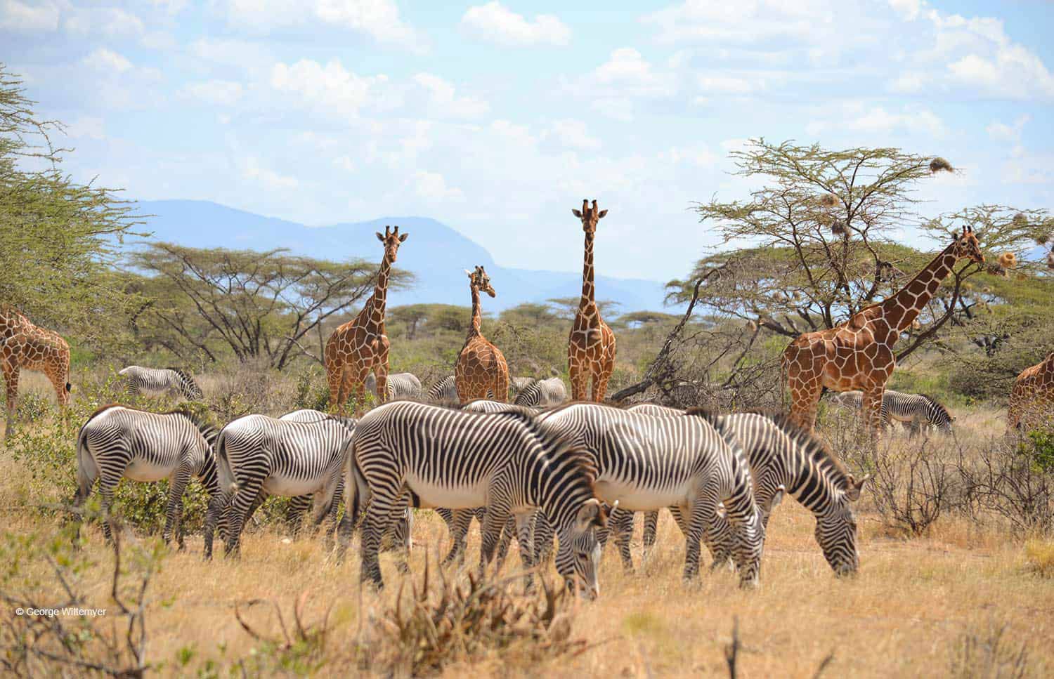 Samburu Safari